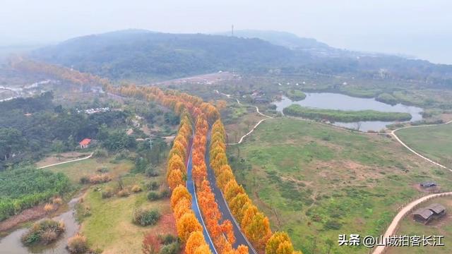 重庆主城6处遛娃赏秋宝藏地，公交地铁直达，收藏备用！