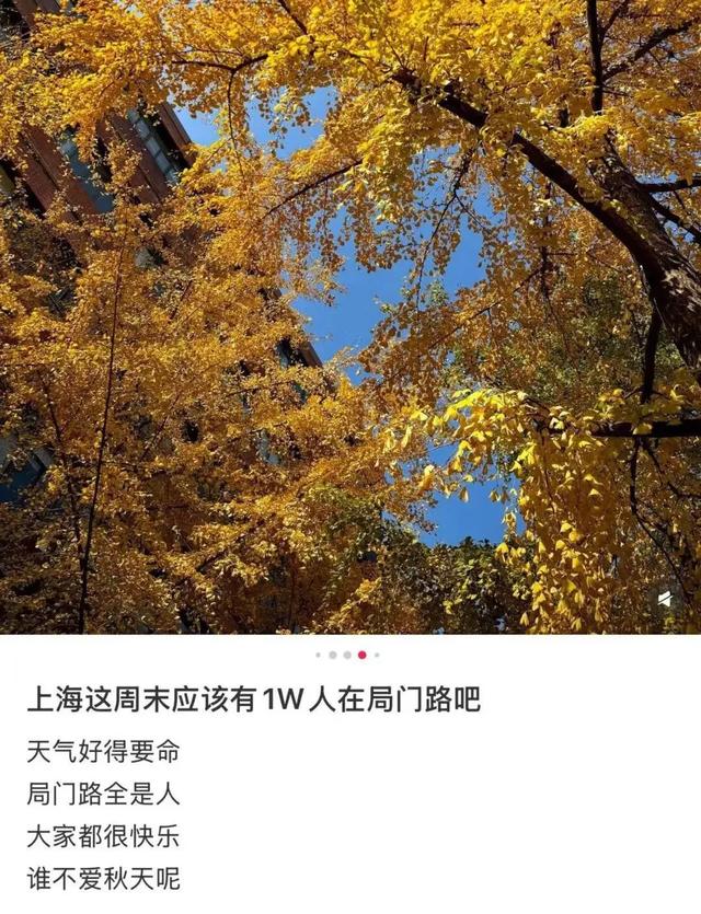 “感觉全上海人都来了!”上海这条小路成为限时顶流,大堵车!