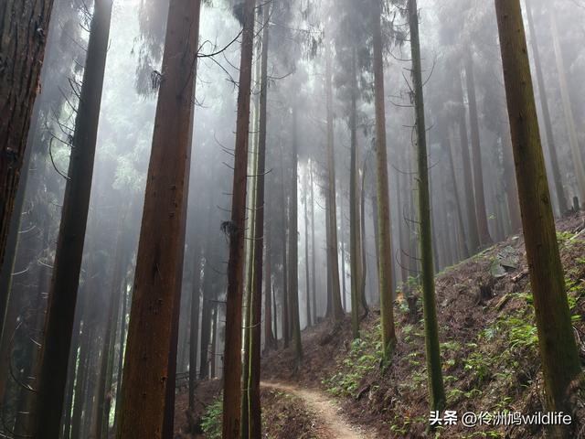 四川行(73)什邡红枫岭徒步到钟鼎寺