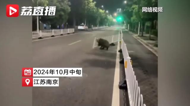 野猪猎手的“抓猪日常”：投入上百万，三天抓一头