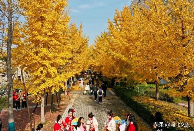 绝美！今天石家庄这个“金色海洋”吸引众人打卡！