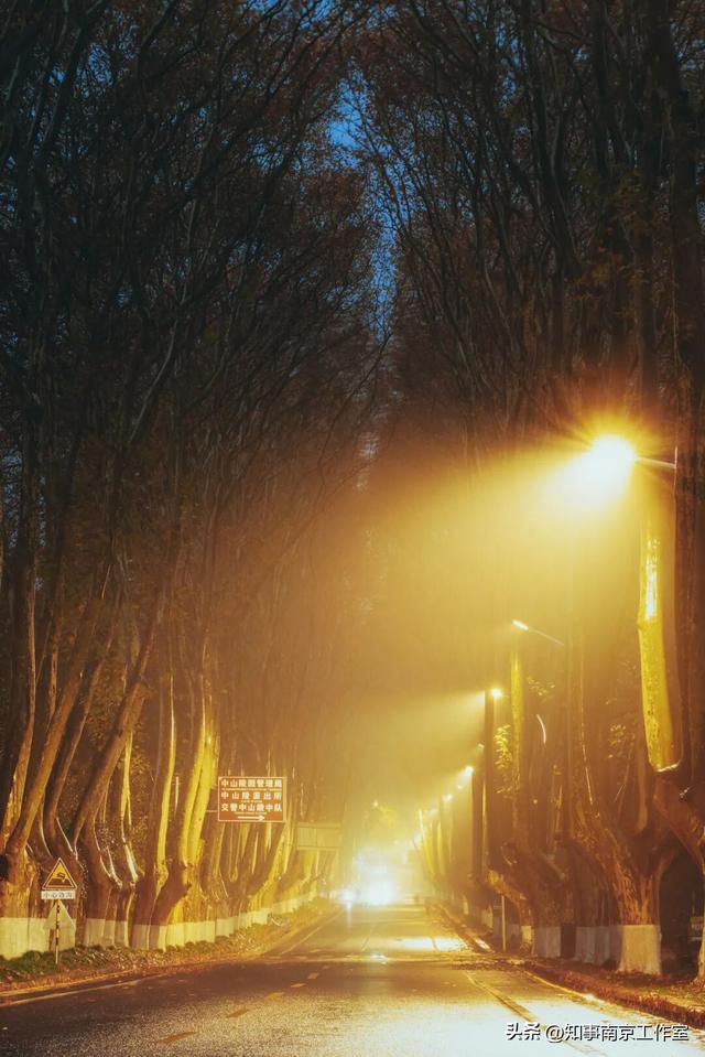 51张照片告诉你，南京的秋天有多美！