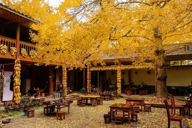 11月，去赏银杏吧！8个高颜值赏秋地，速来拍美照，挑一个就出发