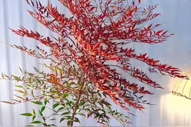 竹子发烧友之南天竹修炼秘籍，这 5 个常见错误别再犯！图片