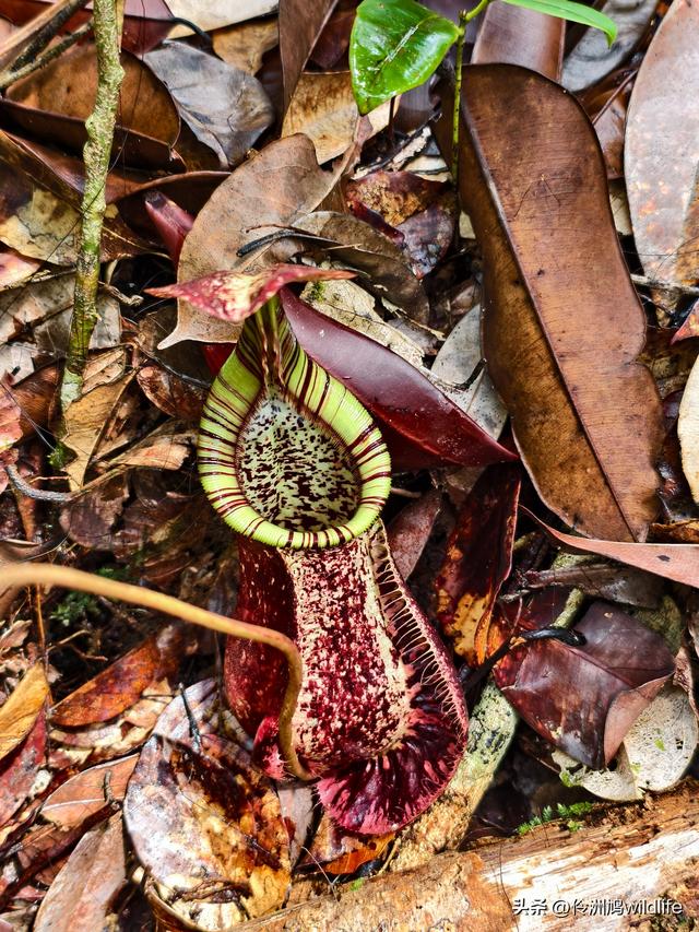 马来西亚(36)砂拉越州⑩峇哥国家公园夜间徒步体验