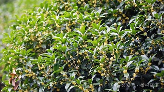 国庆假期桂北这个县的桂花树应时盛放 金粟满枝香溢全城