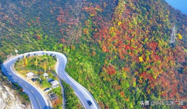 秋色限定！自驾郧阳230省道，闯入十堰的“红叶天堂”