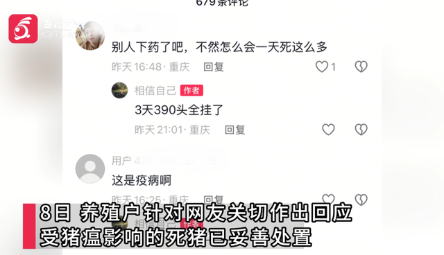 损失惨重！重庆一养殖户3天死390头猪，当地政府：死猪已妥善处置