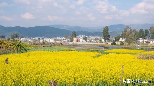 不等春风 石屏宝秀限量配色已上线