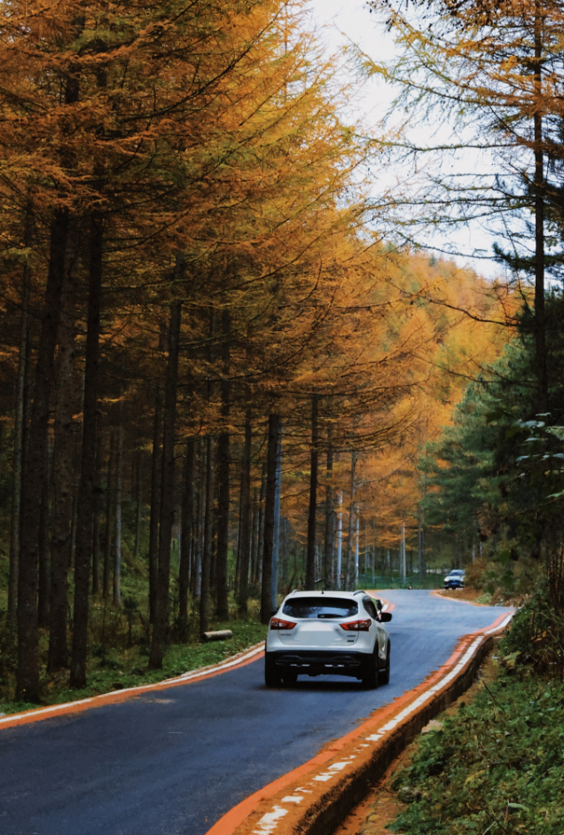 广元不远 周末优选 | 秋色短暂，曾家山赏秋路线来啦！