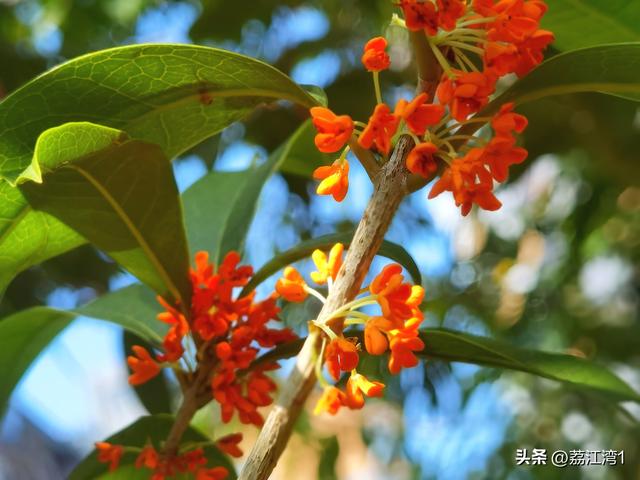 桂香漫城：桂林的秋日私语