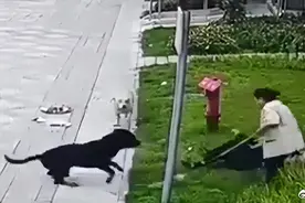 中国最大罗威纳犬舍遭网暴，董事长：理解网友的情绪，但不要随意传谣图片