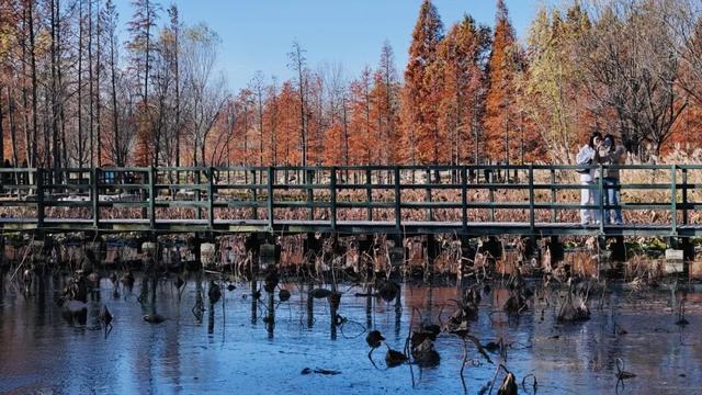 这个冬天，被山东这片红色“暖”到了！