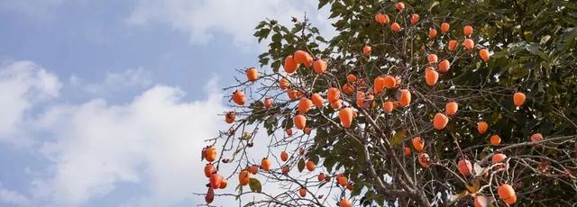 打卡限时浪漫，一键收藏隐珠街道最美秋色！