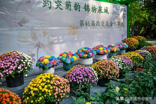 4米巨型大立菊见过吗？第46届趵突泉金秋菊展明天开幕！5大亮点抢先看→