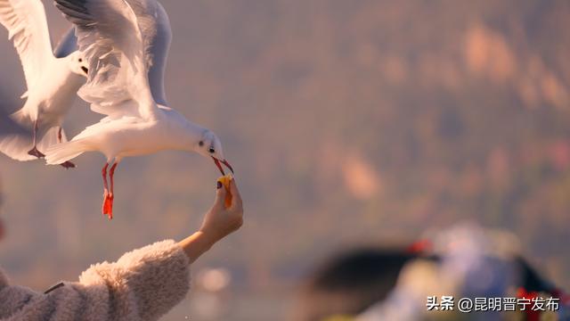 2026，从滇池的第一缕阳光开始