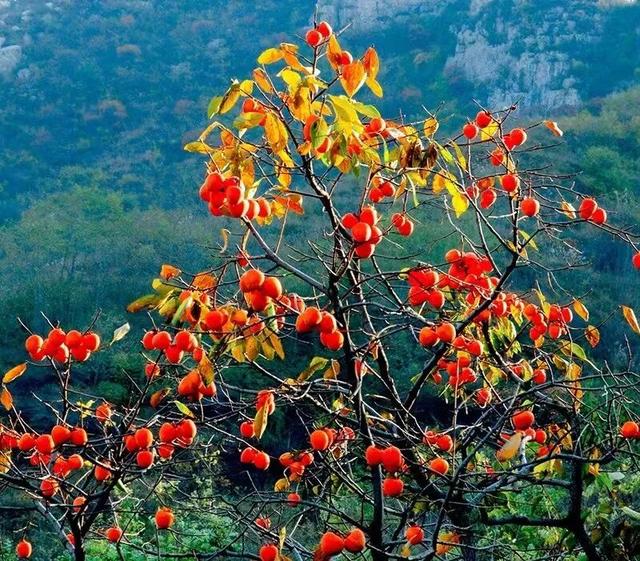 柿子熟了！淄博这些“柿”情画意，超出片！