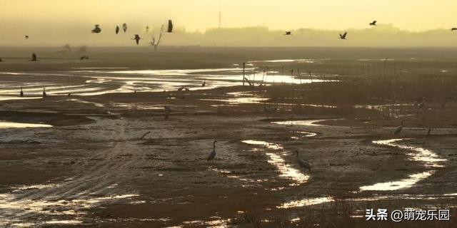民丰县黄昏时分，尼雅河畔惊现灰鹤群，夕阳下美得让人窒息
