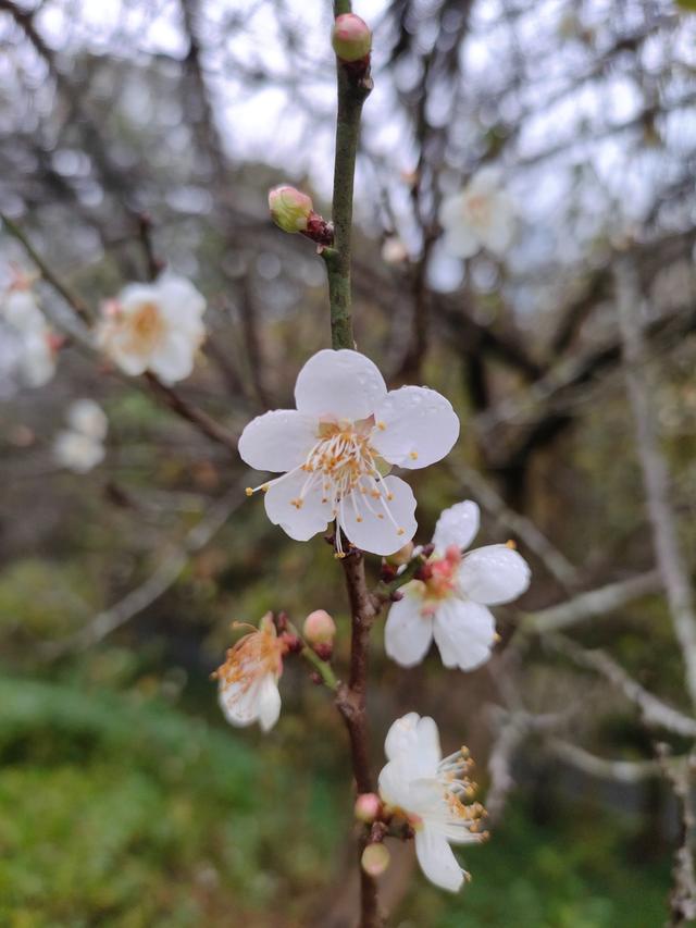 南宁石门公园梅花开成冬日限定的“雪”