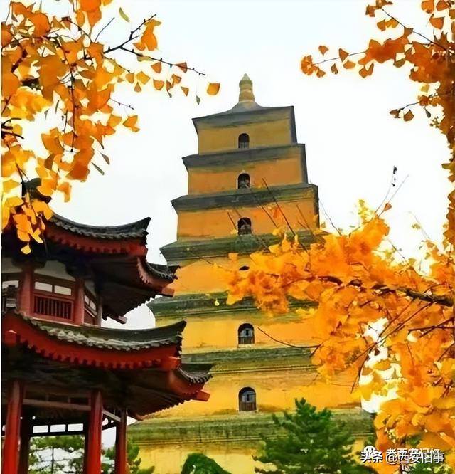 朱文杰：大雁塔的奇卉名木（下）
