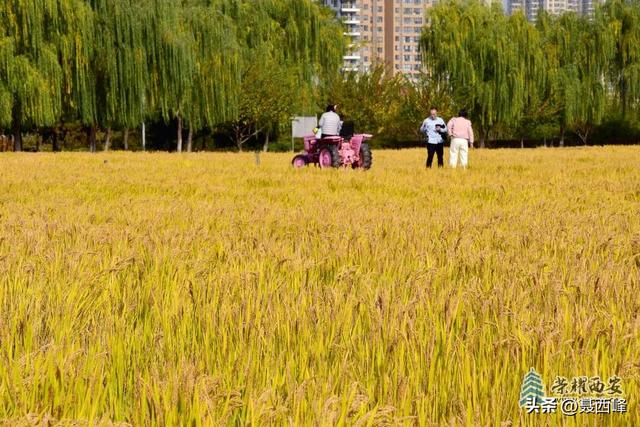 【风光】长安公园稻谷香