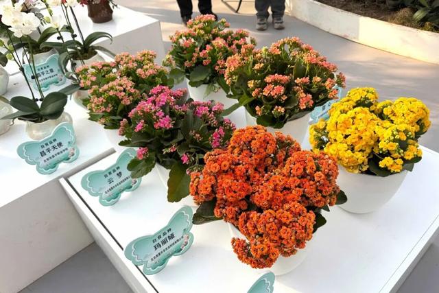 来逛超大冬日花果游园会，2026北京兰花文化嘉年华在昌平开幕 | 动态