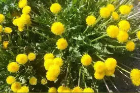 路边野菜“蒲公英”，回家栽花盆里，秒变别人“买不起”的样子图片