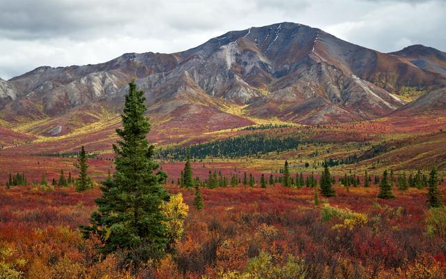 岁月凌霜，树叶枯黄，时光已是深秋