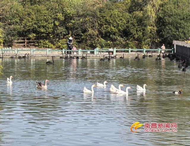 邂逅繁华都市中的“候鸟天堂”——观鸟系列报道之打卡天香园