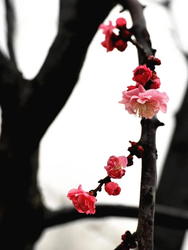 淮阳森林公园 · 梅园——花开正浓，香气四溢