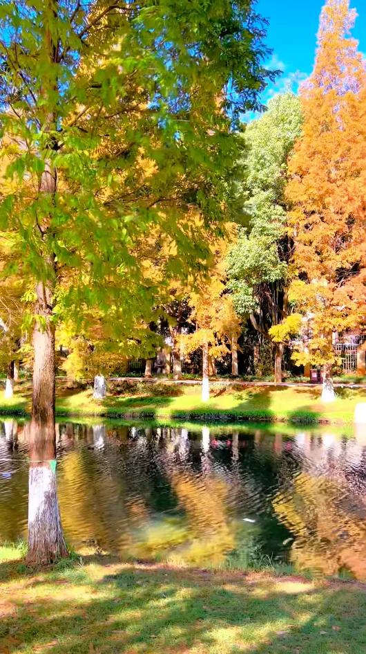 小众秘境!昆明版“塞纳河畔”,水杉红透半边天