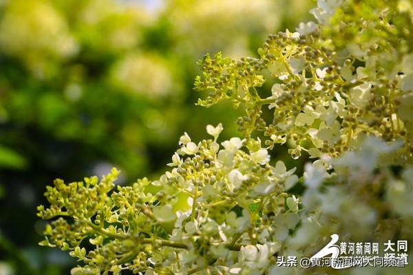 大同古城南城墙绣球花绽放 吸引众多游客市民