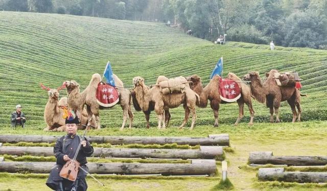 驼铃响江南~阿拉善驼队走进绍兴坡塘村，村书记大呼“我们成骆驼村啦！”