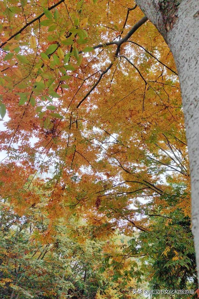 啊“秋”，彩林已上线，快收下这份斑斓！