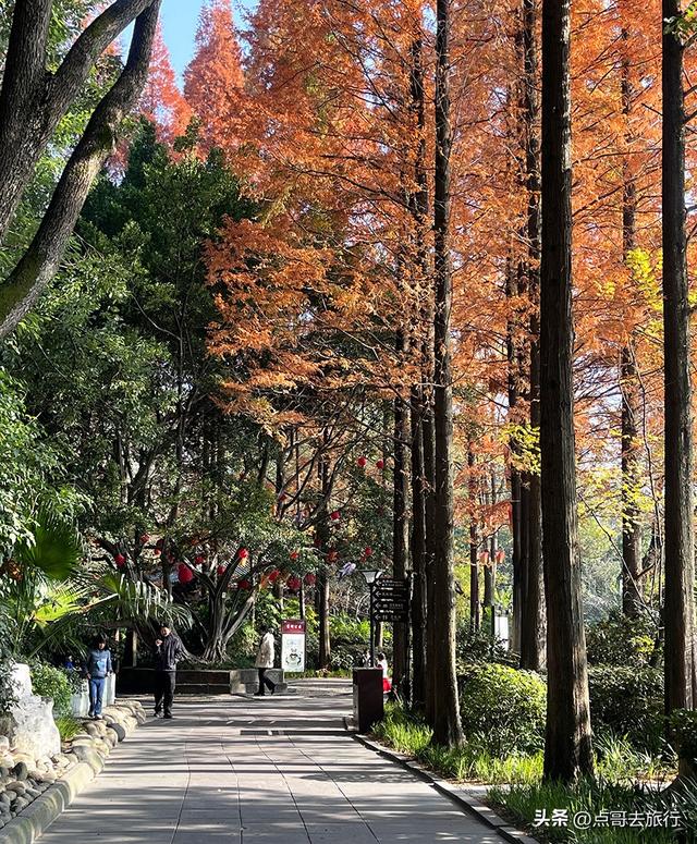 成都被私藏的彩林公园，流金溢彩，充满老城烟火气，地铁公交直达