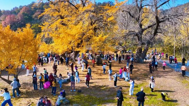 银杏谷旅游度假区缘何火爆出圈？