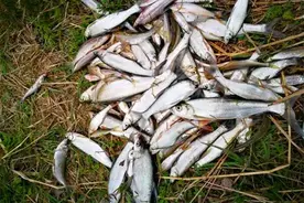 野钓白条鱼，民间神奇蘸饵钓，连竿上鱼到手酸图片