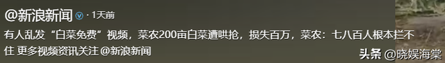 200亩白菜遭哄抢后续：损失超百万，菜农发声，更过分的还在后面