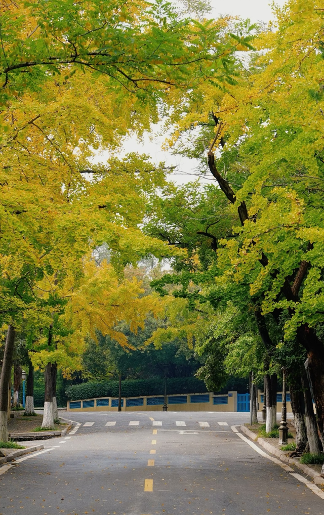 领取限定“杏”运！抓紧来看金色山东
