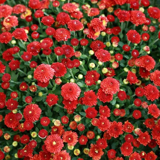 230种“秋韵”上线！拱墅这片花海藏不住了