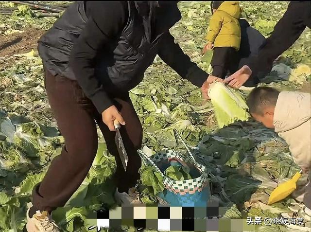 200亩白菜遭哄抢后续：损失超百万，菜农发声，更过分的还在后面