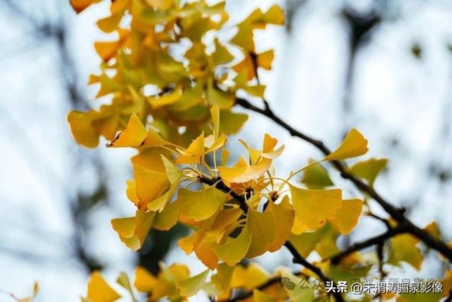 陕西渭南：人和公园亭台楼阁 秋色宜人 风光无限好
