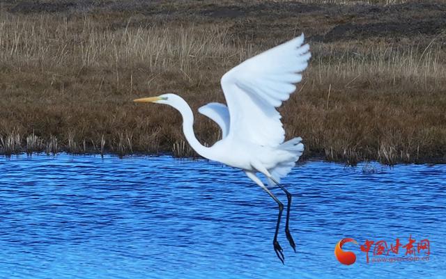 陇拍客丨玛曲：冬日湿地白鹭翩跹生态美