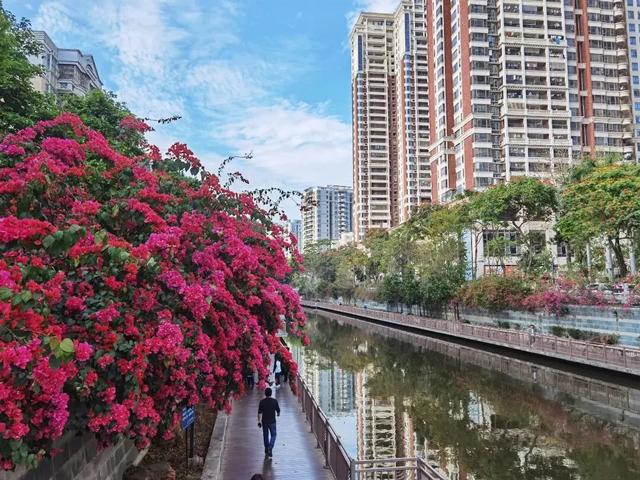 初冬“梅”好时光已至，惠城处处皆“花路”