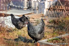 乌鸡白凤丸可治20多种病，别只用来治疗月经不调了，一定要收藏图片