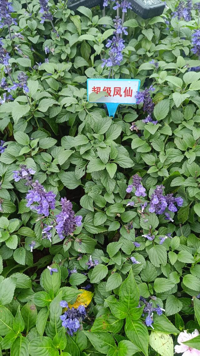 洛阳伊滨花境园缤纷世界等你来