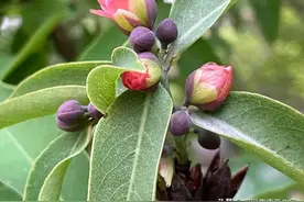 嫩芽可以制作茶叶。还是传统凉茶材料之一，是植物界的瑰宝图片