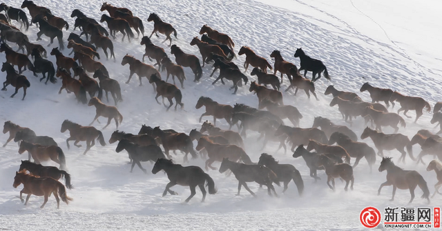 新疆热雪节联动天马文化，昭苏向全国发出冰雪邀约！