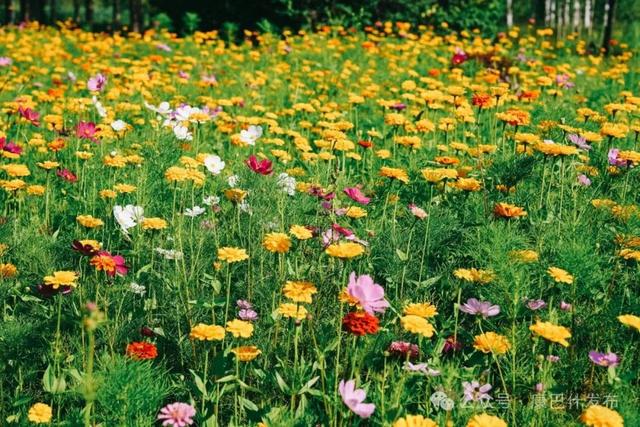 秋日限定！康巴什“花海”翻涌