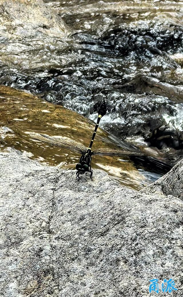 这条大嵩岭古道，藏着整个夏天的秘密